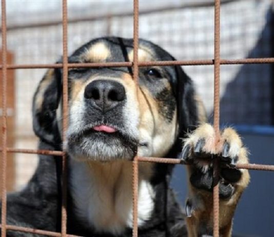 Cani uccisi a fucilate a Solopaca, la Lega Nazionale sporge denuncia