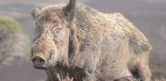 Morcone – Il Comune dichiara guerra ai cinghiali