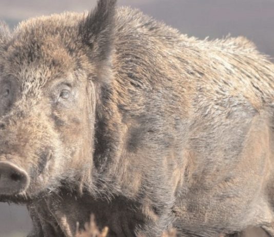 Cinghiali, dalla Regione più tempo per le battute di caccia