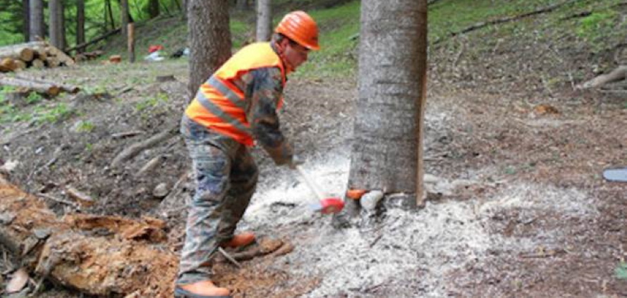 Risultato immagini per RIFORESTAZIONE DEL FORTORE