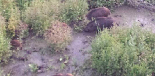 Cinghiali, è invasione in città: si moltiplicano gli avvistamenti