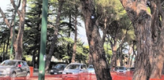 Pini viale Atlantici, il Comune accelera: arrivano i test decisivi