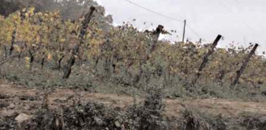 Fondovalle Vitulanese, vitigni a rischio: “Non distruggete la nostra economia”