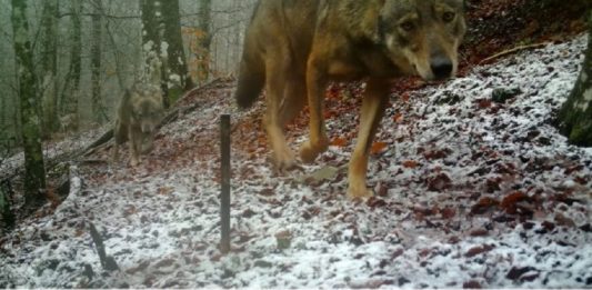 C’è la conferma: nel Parco del Taburno si riaffacciano i lupi