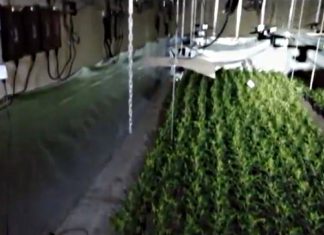 Maxi sequestro di cannabis a Puglianello: trovate duemila piantine in un capannone nella zona industriale