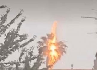Palma colpita da fulmine prende fuoco: rischio abbattimento