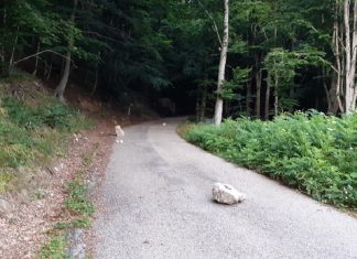 Massi in strada, tragedia sfiorata a Bocca della Selva