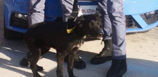 Cucciolo abbandonato sulla Telesina, salvato dalla Polizia