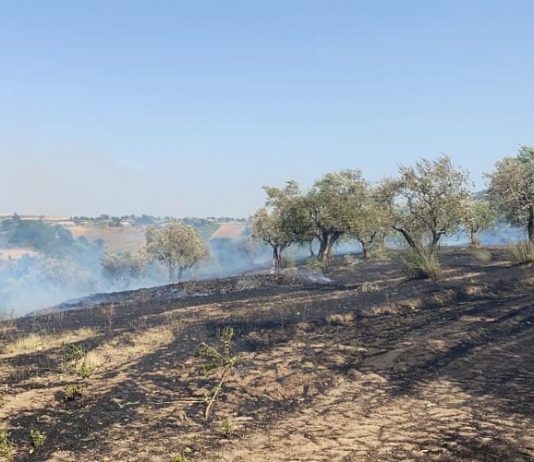 Continua l’emergenza incendi: distrutti bosco, campi e uliveti tra Paduli e Sant’Arcangelo. Il sindaco: “Non è un caso”