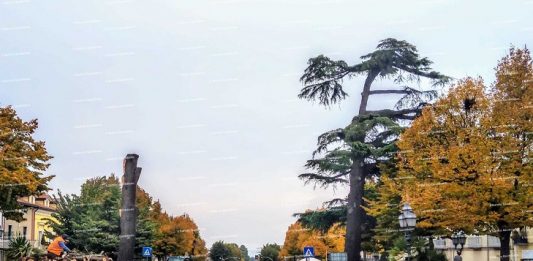 San Giorgio del Sannio, addio al cedro sul viale Spinelli