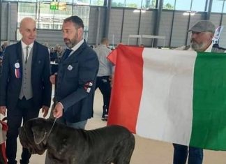E’ guardiese il mastino napoletano campione del mondo
