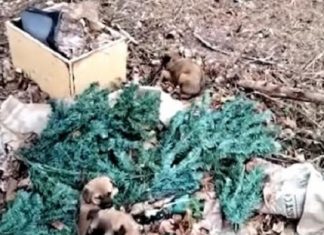 Cuccioli abbandonati tra i rifiuti: salvati dai volontari