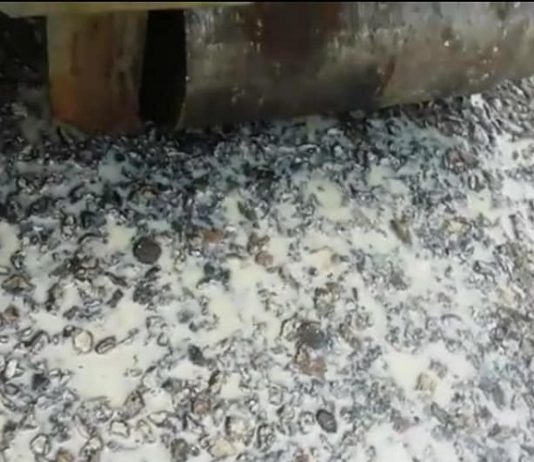 Sassinoro – Impianto compostaggio, preoccupazioni dei cittadini: “Liquami sull’asfalto e puzza insopportabile”