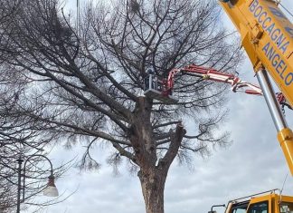 Addio al pino secolare, un simbolo di Solopaca: l’albero è stato abbattuto