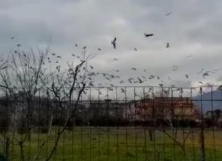 Airola, avvistati gabbiani nella zona del maxi rogo