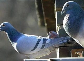 Torrecuso, il Comune dichiara guerra a piccioni e topi