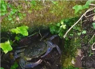 Il granchio di fiume ritorna nel Parco del Taburno: diversi gli avvistamenti