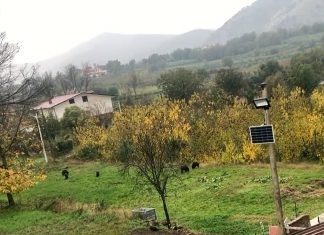 Sant’Agata de’ Goti, branco di cinghiali in giro a due passi dalla scuola