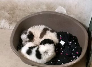 Cuccioli di 25 giorni abbandonati in superstrada: salvati da automobilista in transito