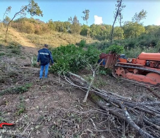 Beccato a rubare 30 quintali di legna, uomo ai domiciliari. Sequestrati macchine agricole e motosega