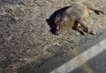 Auto travolge cinghiale: danni e tanta paura, morto l’animale