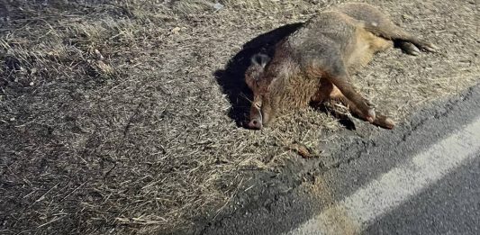Auto travolge cinghiale: danni e tanta paura, morto l’animale