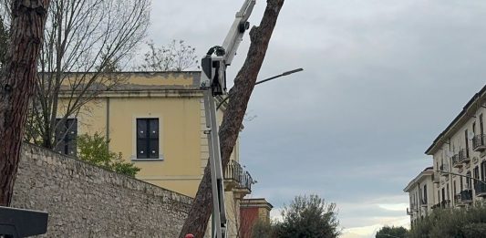 Abbattimento pini, il Gip non convalida sequestro