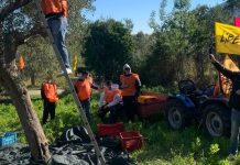 Beni confiscati, nuove prospettive: oggi a Castelvenere verrà presentato ‘L’olio del bene’