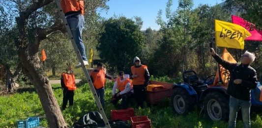 Beni confiscati, nuove prospettive: oggi a Castelvenere verrà presentato ‘L’olio del bene’