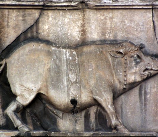 Rubriche – Cinghiale o scrofa? Il mistero dello Stemma di Benevento