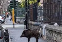Sant’Agata de’ Goti – Ancora cinghiali nei pressi del centro urbano