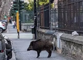 Sant’Agata de’ Goti – Ancora cinghiali nei pressi del centro urbano