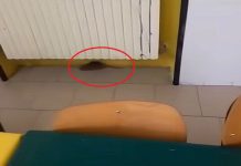 Topi a scuola: alunni restano a casa, famiglie protestano