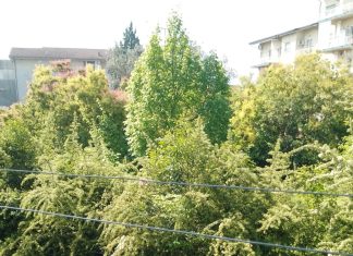 Mancata cura del verde pubblico, De Stasio chiede convocazione commissione