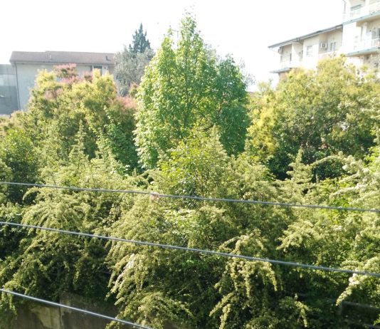 La cura del verde non è un servizio a chiamata, Picucci: “A breve città ripulita”