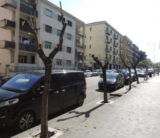 La denuncia della Lipu: “Potatura alberi effettuata in piena nidificazione”