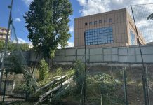 Terminal via Mustilli off limits, incarico per la verifica degli alberi