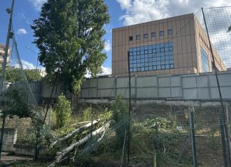 Terminal via Mustilli off limits, incarico per la verifica degli alberi