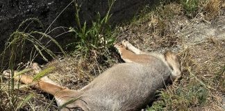Circello, investito un lupo: veterinari Asl sul posto