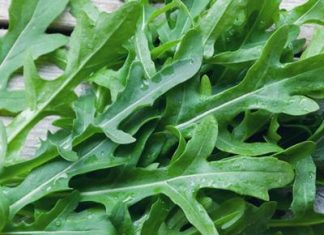 Dalla rucola un aiuto contro obesità e glicemia alta, lo studio