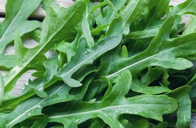 Dalla rucola un aiuto contro obesità e glicemia alta, lo studio