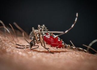 Da Dengue a West Nile, in Italia 40 specie di zanzare: ecco come difendersi