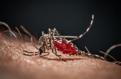 Da Dengue a West Nile, in Italia 40 specie di zanzare: ecco come difendersi