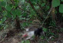 Cane legato a un albero e lasciato morire: orrore nei boschi tra Moiano e Airola