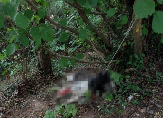 Cane legato a un albero e lasciato morire: orrore nei boschi tra Moiano e Airola