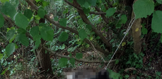 Cane lasciato morire nei boschi tra Moiano e Airola, trovato il microchip