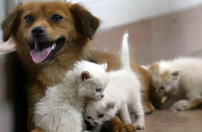 Acqua sempre disponibile e attenzione a superfici calde, 5 consigli per proteggere cani e gatti in estate