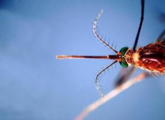 West Nile, pediatri: “Nei bimbi rara ma è importante prevenire le punture di zanzara”