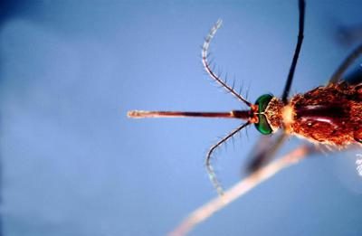 West Nile, pediatri: “Nei bimbi rara ma è importante prevenire le punture di zanzara”