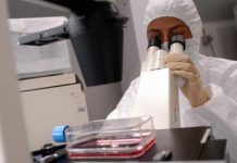 WorldPride, timori autorità sanitarie per la dermatofilosi, cos’è e come si trasmette